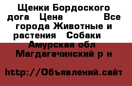 Щенки Бордоского дога › Цена ­ 60 000 - Все города Животные и растения » Собаки   . Амурская обл.,Магдагачинский р-н